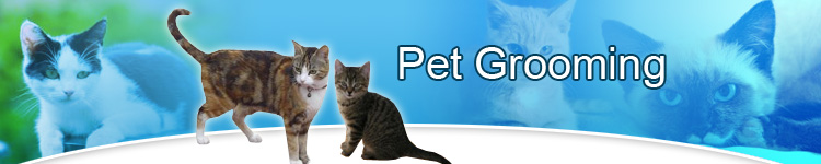 Pet Grooming Options For Cats at Pet Grooming